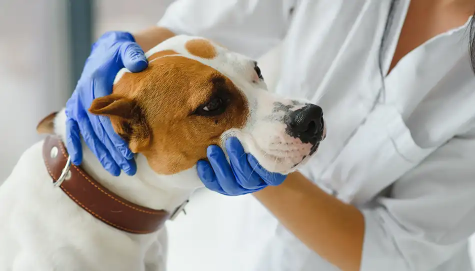 Easter and Dog Safety