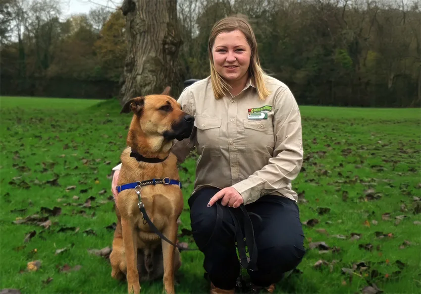 Home Dog Training Tunbridge Wells