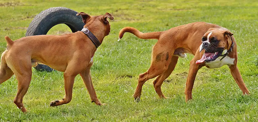 Dog Park Boxer
