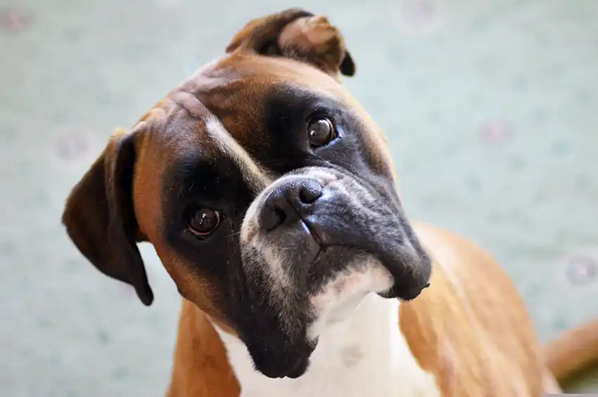 Boxer Dog Breed