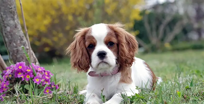Cavalier Puppy