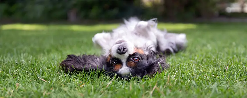 Cavalier Upside Down