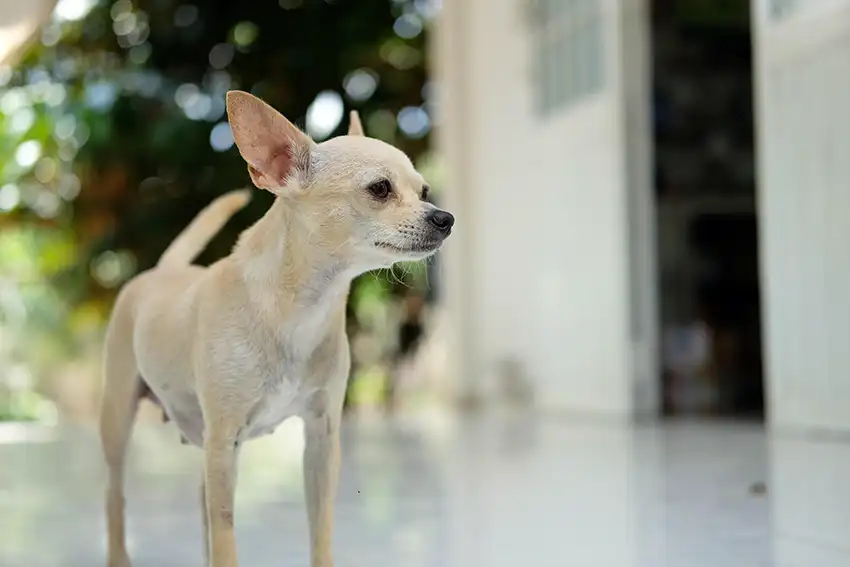 The Chihuahua Dog Breed