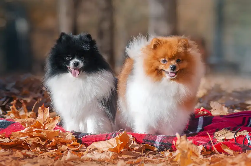 Pomeranian