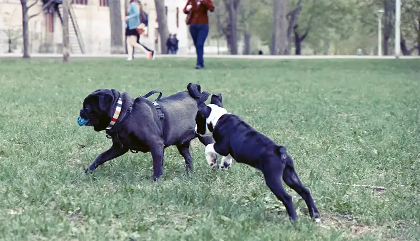 Pug & Dog Parks