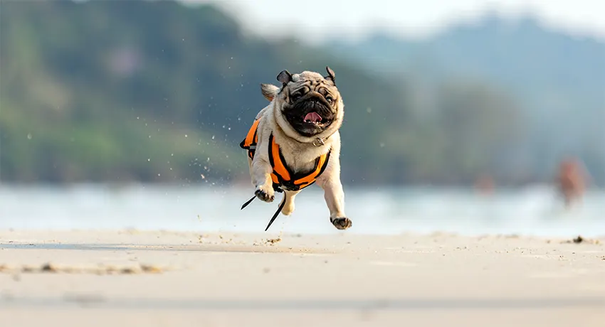 Pug Running