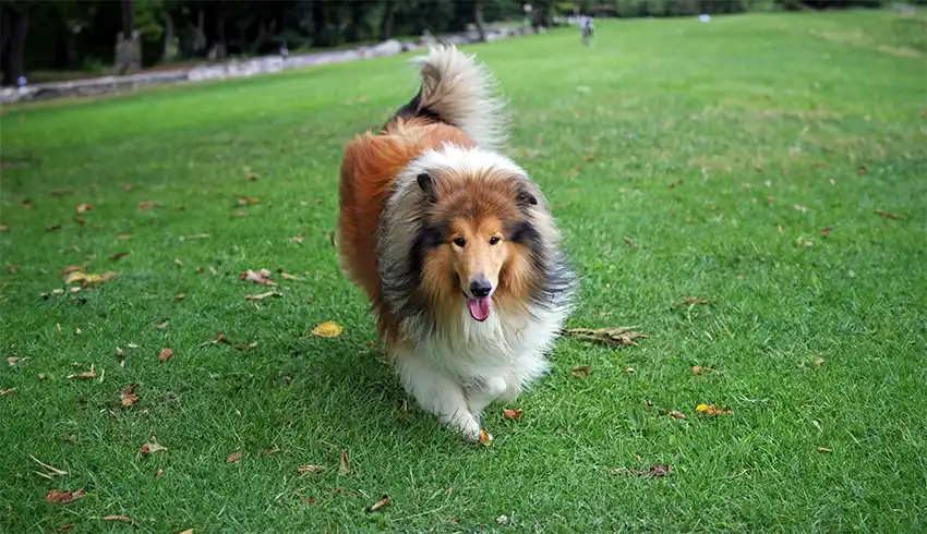 Clarence the Rough Collie