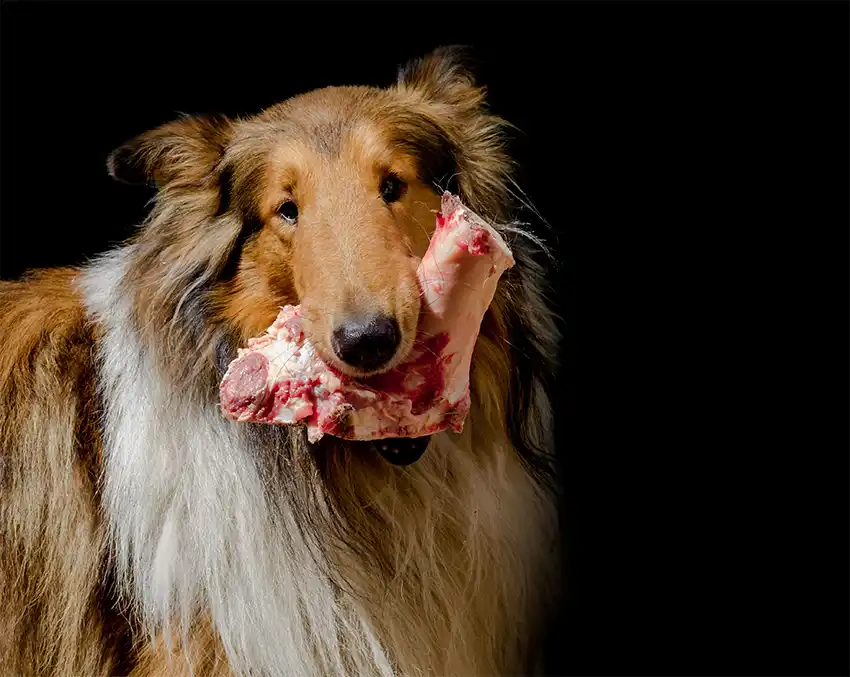 Rough Collie Food