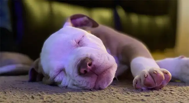 Bark Busters Home Puppy Training Services