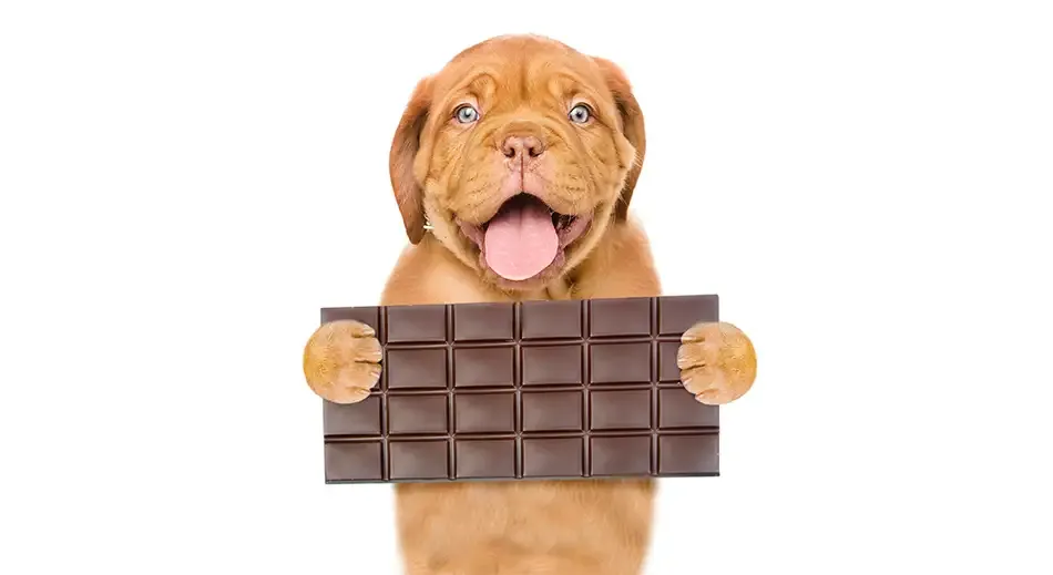 Easter Holidays - Keeping our dogs safe around food